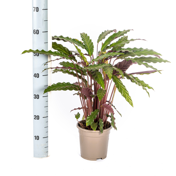 Calathea Rufibarba - ↕45cm - Ø17cm