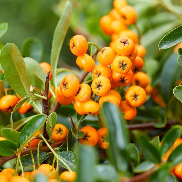 2 x Pyracantha coccinea Sunny Star  | 12 cm Ø | 60 cm ↕