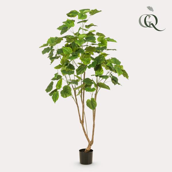 Kunstplant - Ficus umbellate - Afrikaanse vijg - ↕180cm - Ø17cm