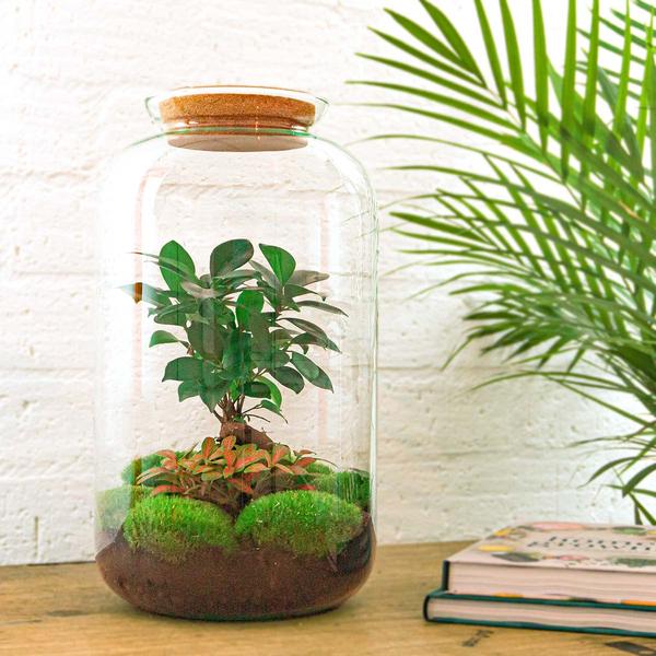 DIY terrarium - Sven Bonsai - ↕ 43 cm - Normal