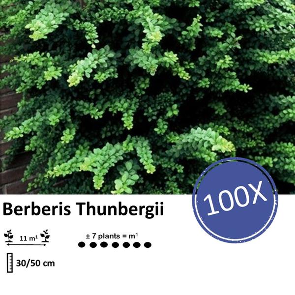 Berberis thunbergii -  ↕30-50cm - blote wortel - 100x