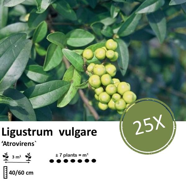 Ligustrum vulgare 'Atrovirens` - blote wortel - 40/60 - 25x