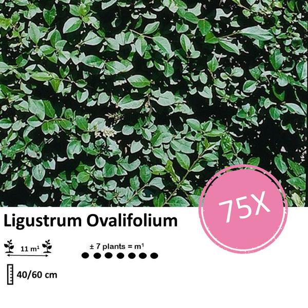 Ligustrum Ovalifolium - Blote wortel - 40/60 - 75x