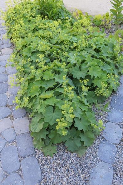 Alchemilla mollis - ↕10-25cm - Ø9cm - 40x