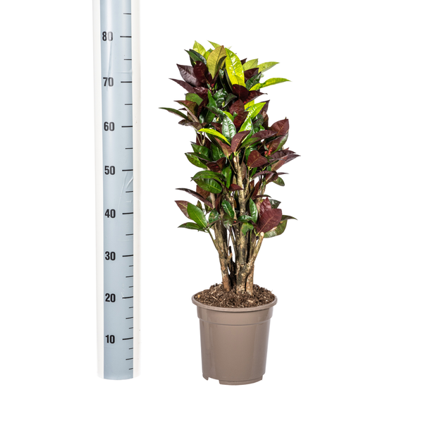 Codiaeum 'Croton' Iceton Ø21cm - ↕70-80cm