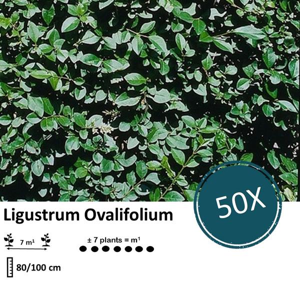 Ligustrum Ovalifolium - Blote wortel - 80/100 - 50x