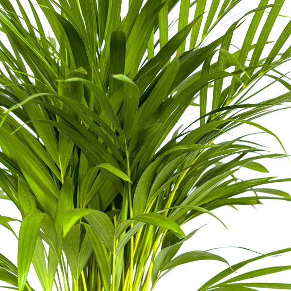 Dypsis Areca Lutescens Ø19cm - ↕90cm