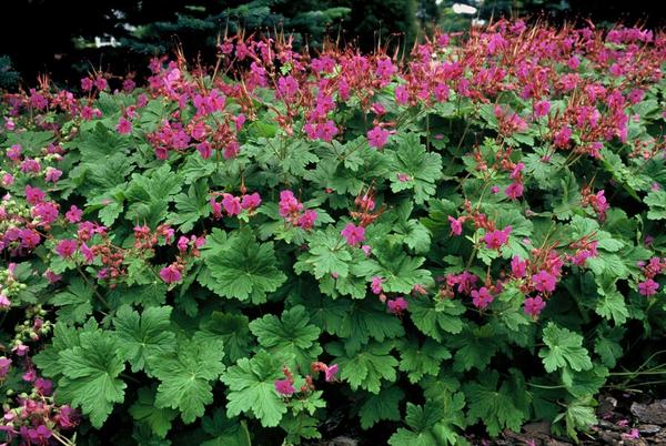 Geranium macr. 'Czakor' - ↕10-25cm - Ø9cm - 20x