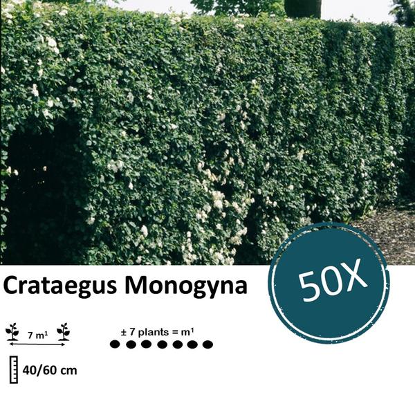 Crataegus Monogyna - Blote wortel - 40/60 - 50x