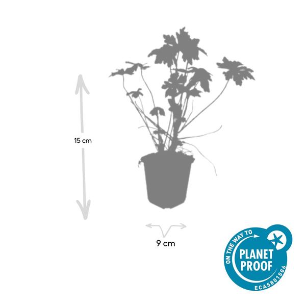 Geranium macrorrhizum - ↕10-25cm - Ø9cm - 12x