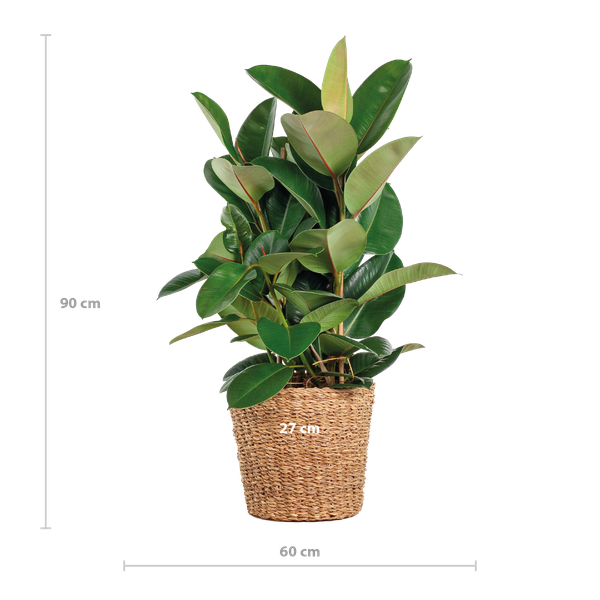 Ficus Elastica Robusta XL met mand Torun - ↕90cm - Ø27cm