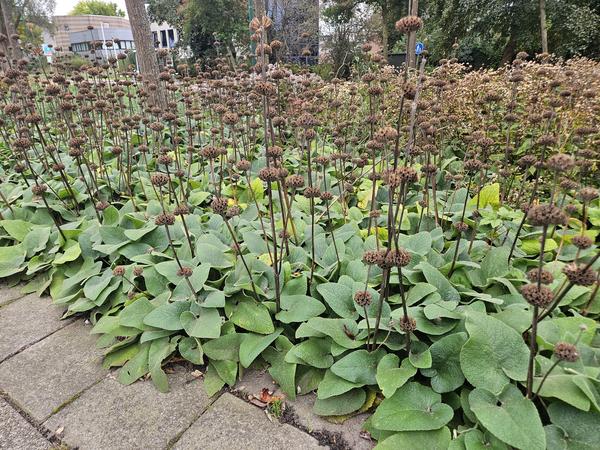 Phlomis russeliana - ↕10-25cm - Ø9cm - 40x