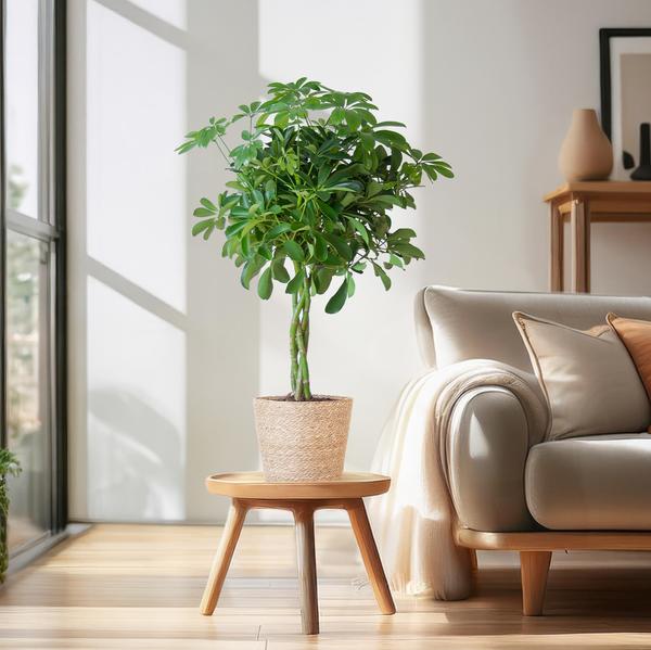 Schefflera Arab Nora met Mand Sofia naturel - ↕70cm - Ø21cm