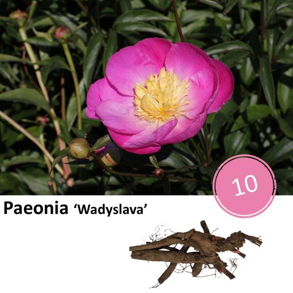 Pioenrozen - Paeonie 'Wadyslava' - 10x