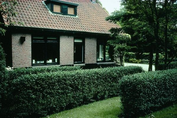 Ligustrum Ovalifolium - Blote wortel - 40/60 - 50x