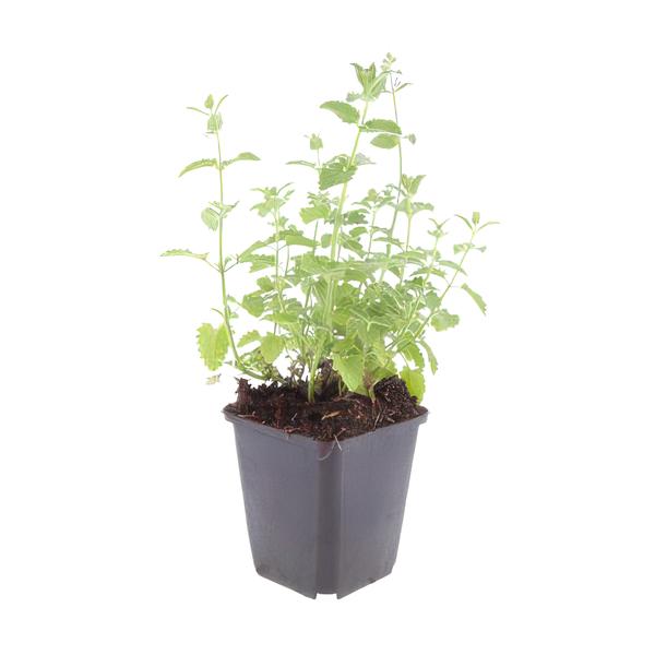 Nepeta 'Six Hills Giant' - ↕25cm - Ø9cm  - 12x