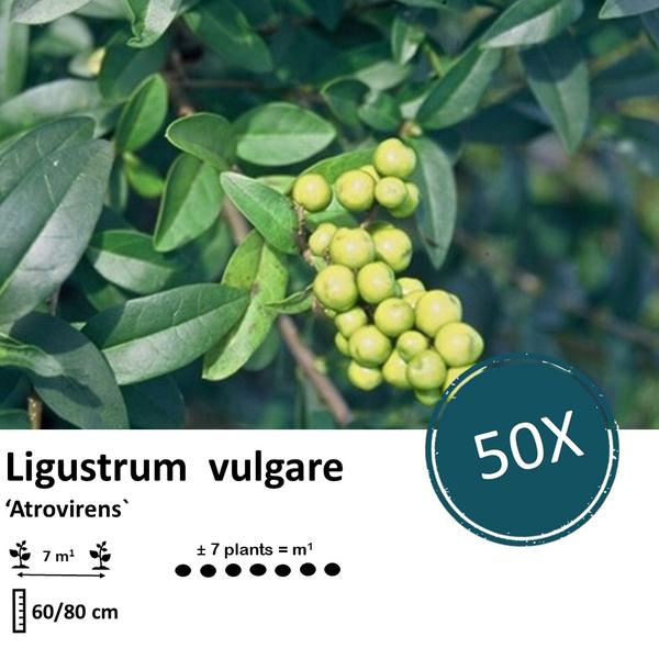 Ligustrum vulgare 'Atrovirens` - blote wortel - 60/80 - 50x