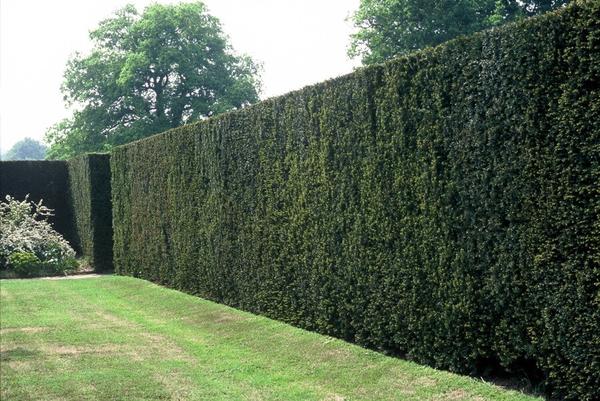 Taxus baccata - ↕30-50cm - blote wortel - 50x