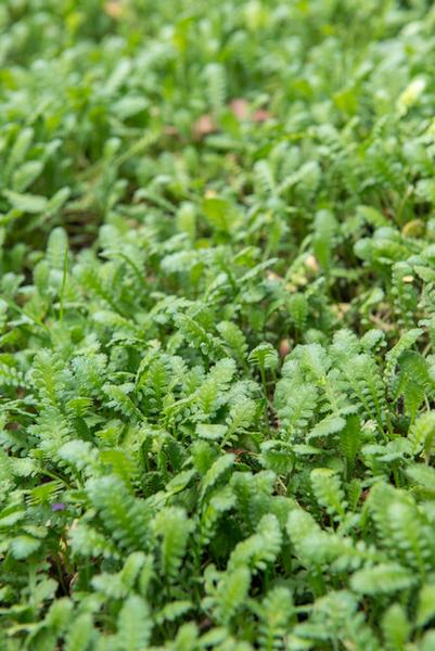 Leptinella squalida - ↕10-25cm - Ø9cm - 6x