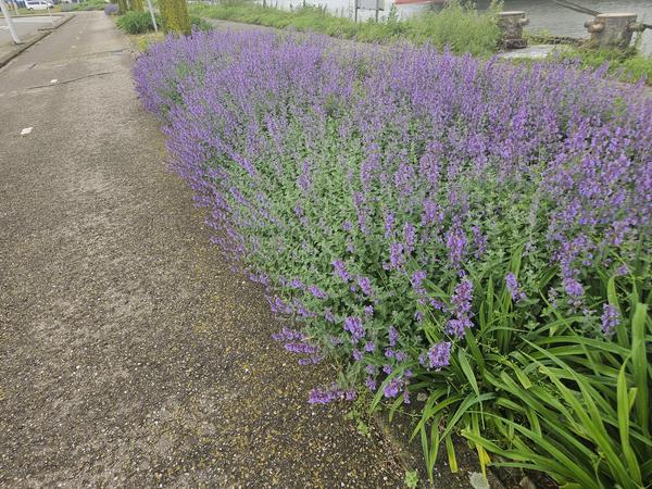 Nepeta 'Walker's Low' - ↕10-25cm - Ø9cm - 6x