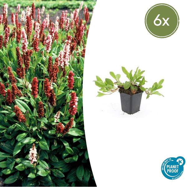 Persicaria aff. 'Darjeeling Red' - ↕10-25cm - Ø9cm - 6x