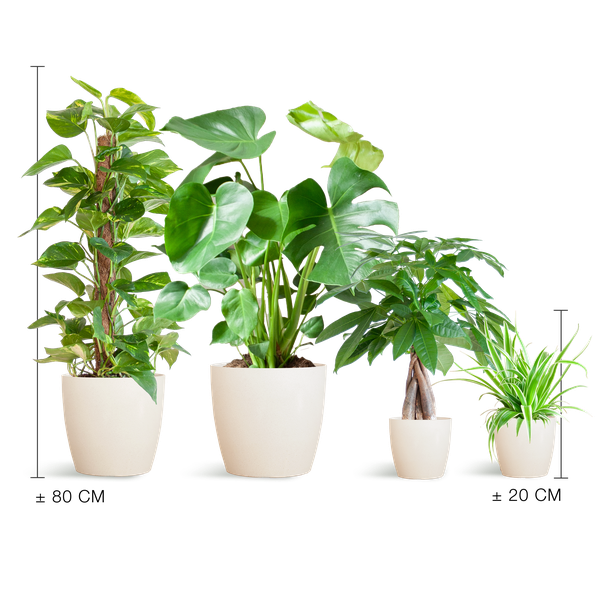 Makkelijke Plantenbox - medium - met viber pot wit