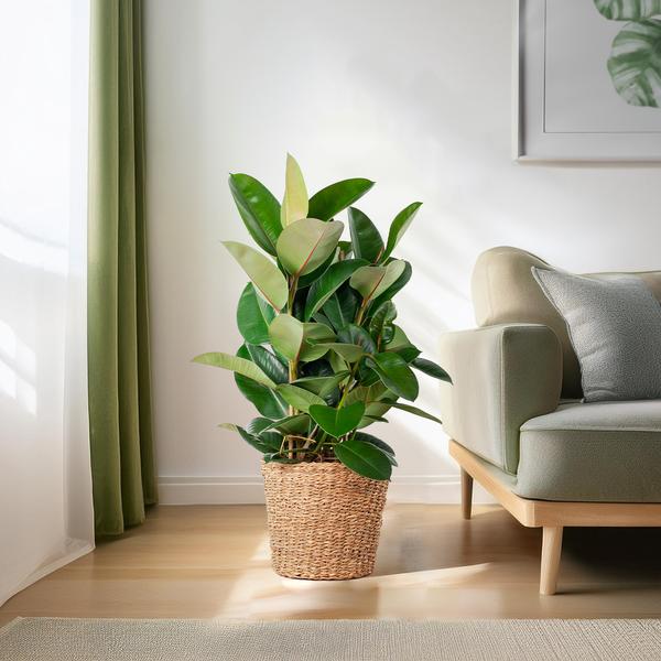 Ficus Elastica Robusta XL met mand Torun - ↕90cm - Ø27cm