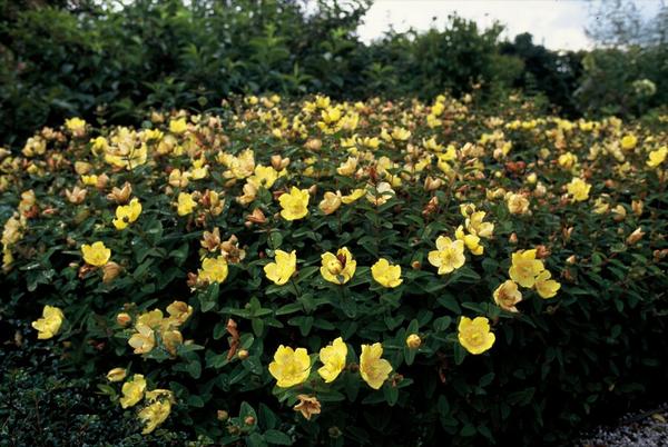 Hypericum dummeri 'Peter Dummer' - ↕10-25cm - Ø9cm - 20x