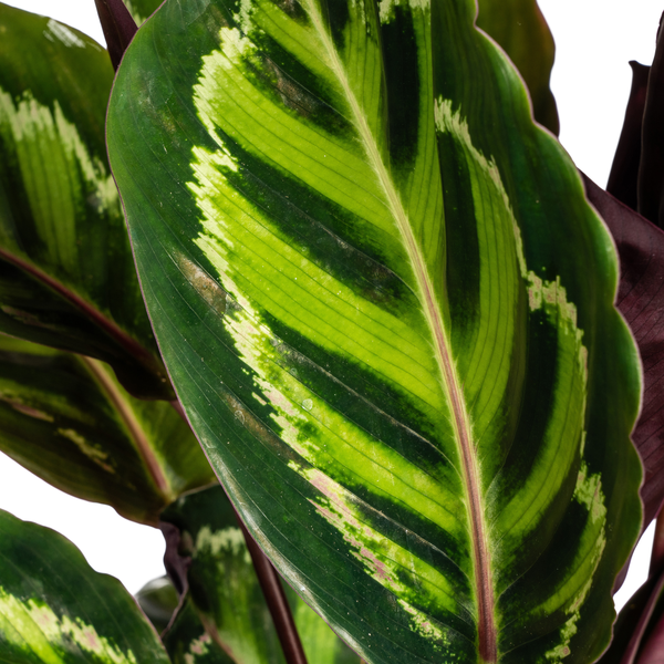 Calathea Roseopicta Ø17cm - ↕45cm