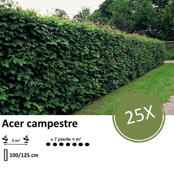 Acer campestre  - blote wortel - 100/125 - 25x