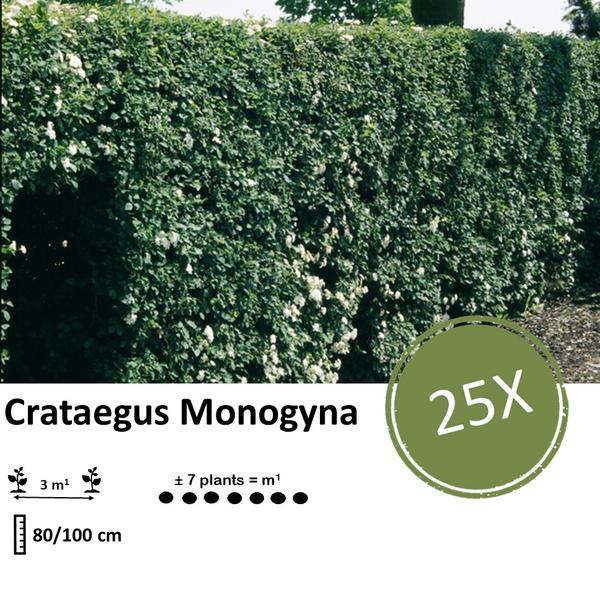 Crataegus Monogyna - Blote wortel - 80/100 - 25x