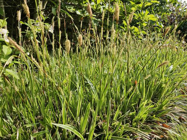 Carex morrowii 'Aureovariegata'  - ↕10-25cm - Ø9cm - 12x