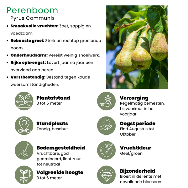 Biologische Fruitbomen set van 4 - Appel, Peer, Kers en Pruim - ↕60cm - Ø20cm