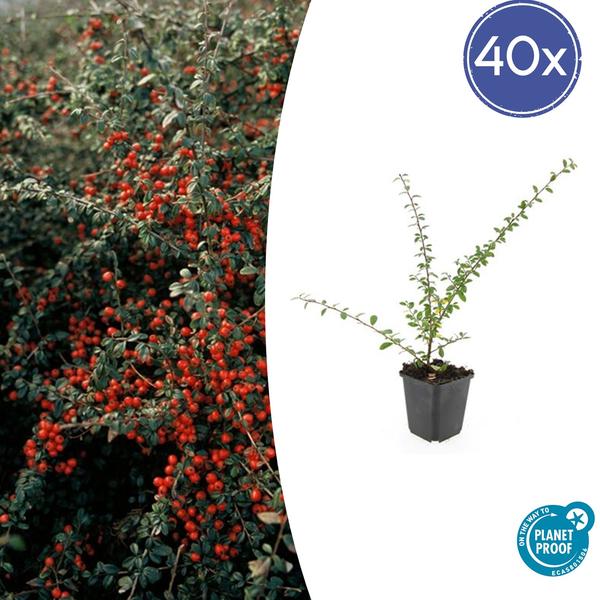 Cotoneaster suec. 'Coral Beauty' - ↕10-25cm - Ø9cm - 40x