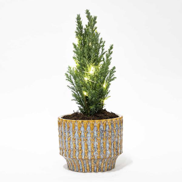 Kerstboom 'Ellwoodii' + Pot Echo + 20 Kerstverlichting - 25 - 30 cm hoog