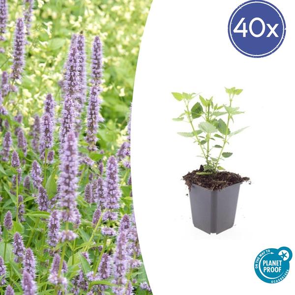 Agastache 'Blue Fortune' - ↕10-25cm - Ø9cm - 40x