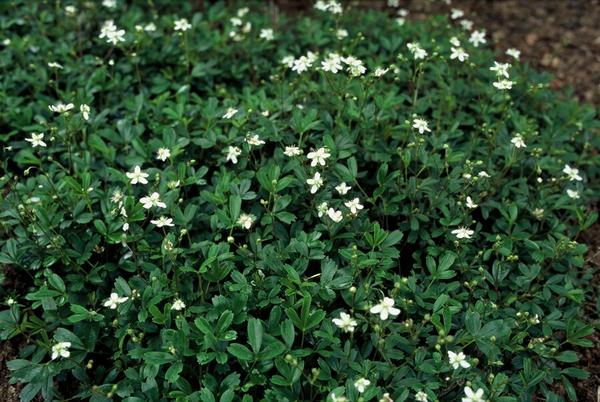 Potentilla tridentata 'Nuuk' - ↕10-25cm - Ø9cm - 12x