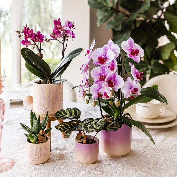 Kolibri Orchids | Roze orchidee Niagara Falls + Gradience sierpot roze - potmaat Ø9cm | bloeiende kamerplant - vers van de kweker