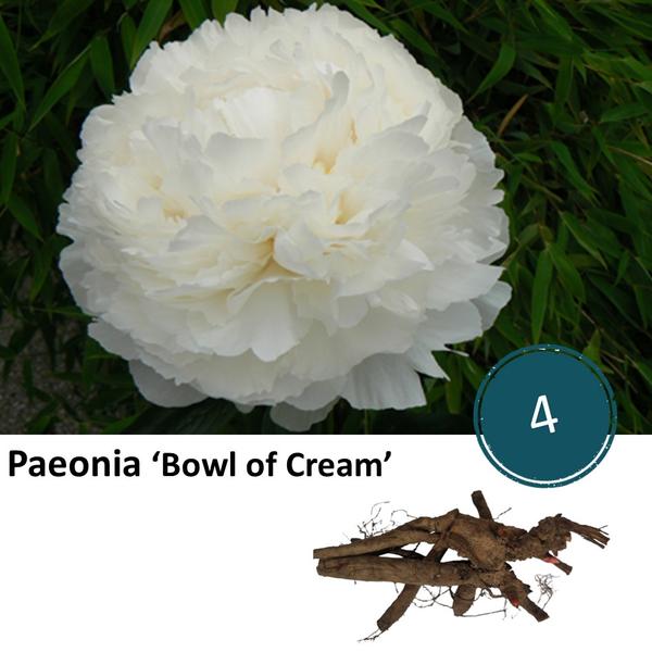 Pioenrozen - Paeonia 'Bowl of Cream' - 4x