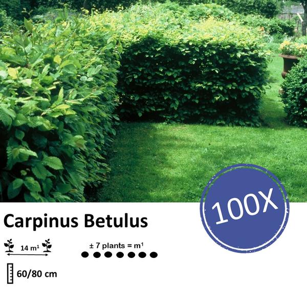 Carpinus Betulus - blote wortel - 60/80 - 100x