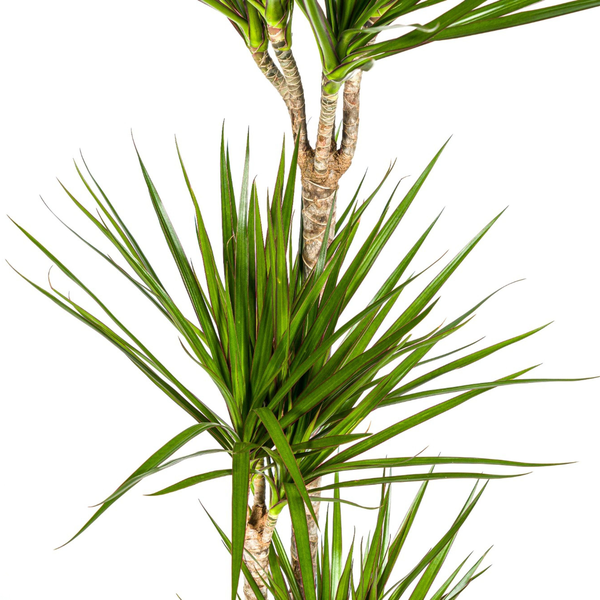 Dracaena Marginata Green Ø24cm - ↕140cm