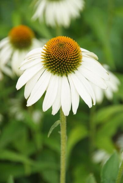 Echinacea p. 'White Swan' - ↕10-25cm - Ø9cm - 6x