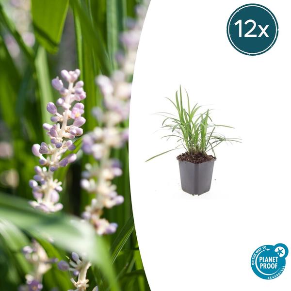 Liriope muscari 'Monroe White' - ↕10-25cm - Ø9cm - 12x