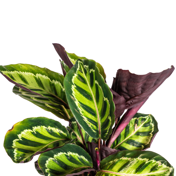 Calathea Roseopicta Ø17cm - ↕45cm