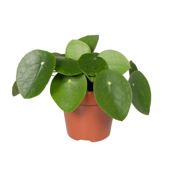 Pilea Peperomiodes - Pannekoekplant - Ø15cm - ↕25cm - Ø12 - 20cm