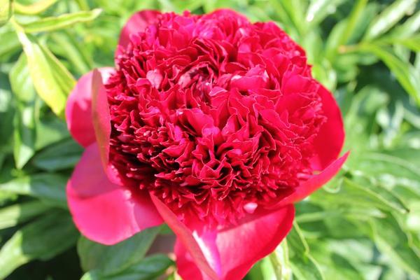 Pioenrozen - Paeonia 'Red Charme' - 10x