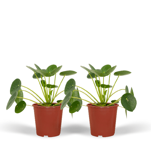 2x Pilea Peperomiodes - Pannekoekplant - 20cm - ø12