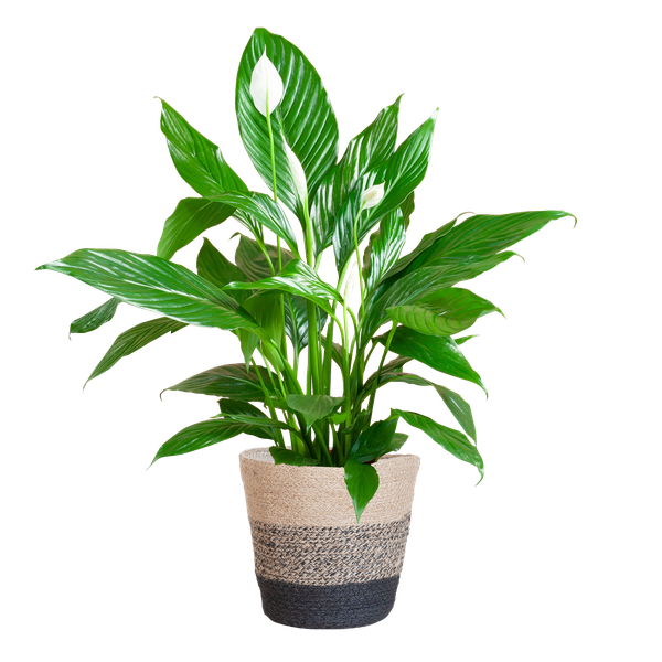 Spathiphyllum met Mand Lissabon zwart - ↕80cm - Ø21cm