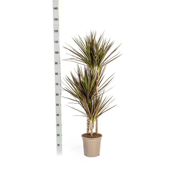 Dracaena Marginata Magenta Ø21cm - ↕120cm