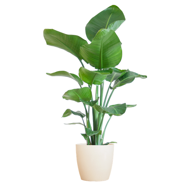 Strelitzia Nicolai met Viber pot wit - ↕80cm - Ø21cm